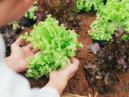 Cómo hacer tu propio huerto en poco espacio: experta entrega claves para cultivar en casa