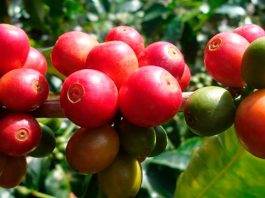 Exportaciones del agro aumentaron 24% en enero de 2022: MinAgricultura