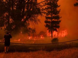 Tragedia en Chile: Incendios forestales en el centro-sur del país dejan ya 23 fallecidos