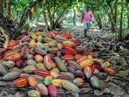 Café y cacao: sectores del agro que aún no recuperan su producción